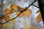 Thumbs/tn_7RM04300.jpg