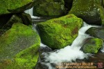 Thumbs/tn_7RM04455.jpg
