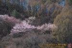 Thumbs/tn_7RM03529.jpg