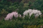 Thumbs/tn_7RV04332.jpg
