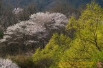 Thumbs/tn_7RV04408.jpg