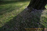 Thumbs/tn_7RV04506.jpg