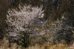 Thumbs/tn_7RV04745.jpg