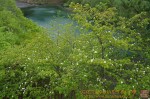 Thumbs/tn_7RV06128.jpg