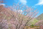 Thumbs/tn_DSC00389.jpg