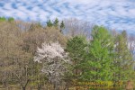 Thumbs/tn_DSC00486.jpg