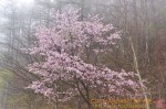 Thumbs/tn_DSC01031.jpg