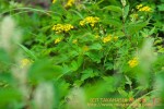Thumbs/tn_DSC04387.jpg